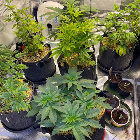 Kushy Kush growlog timeline photo