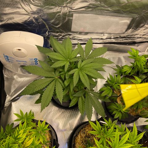 Kushy Kush growlog timeline photo