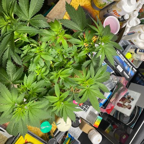 Kushy Kush growlog timeline photo