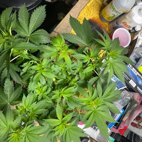 Kushy Kush growlog timeline photo