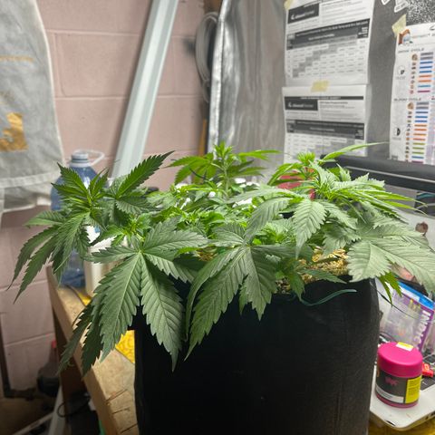Kushy Kush growlog timeline photo