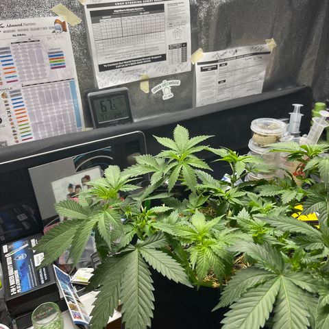 Kushy Kush growlog timeline photo