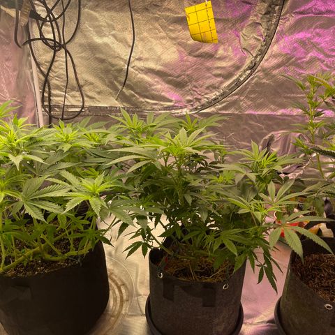 Kushy Kush growlog timeline photo