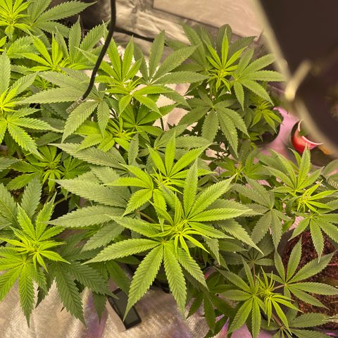 Kushy Kush growlog timeline photo