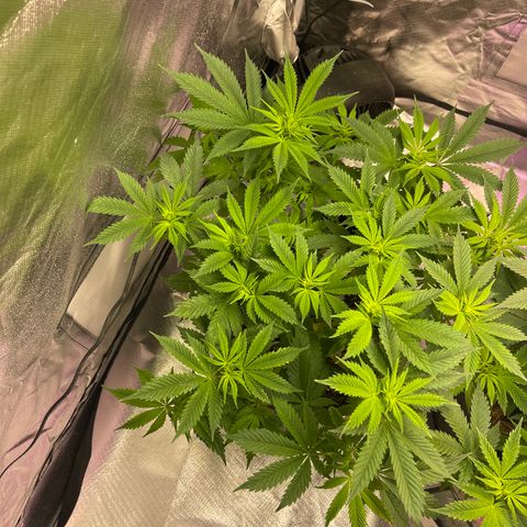 Kushy Kush growlog timeline photo