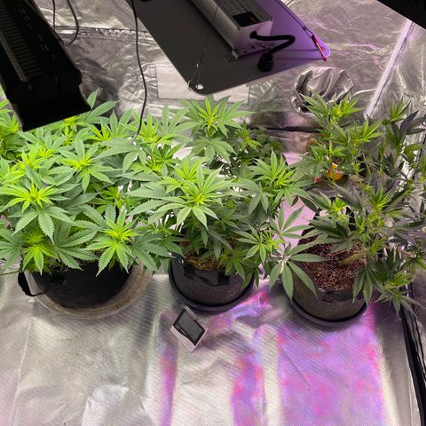 Kushy Kush growlog timeline photo