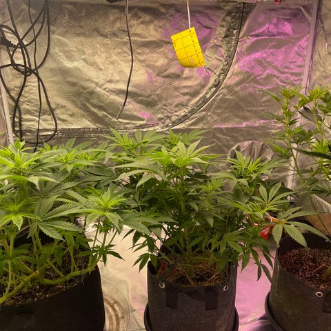 Kushy Kush growlog timeline photo
