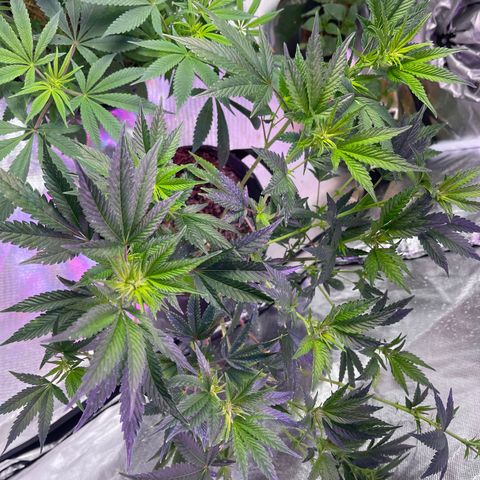 Kushy Kush growlog timeline photo