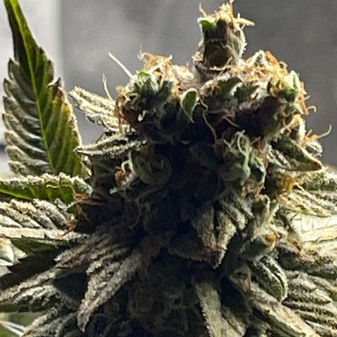 Kushy Kush growlog photo: Harvest day!