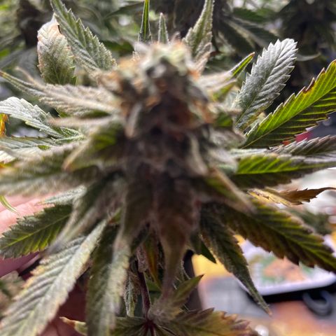 Kushy Kush growlog photo: Harvest day!