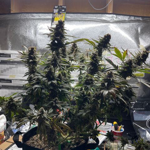 Kushy Kush growlog photo: Harvest day!