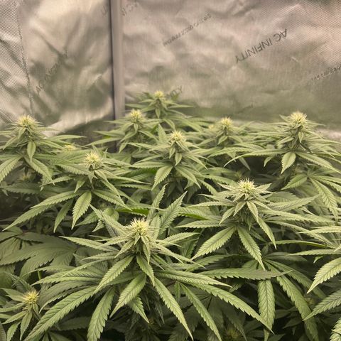 Zombie Death Fuck growlog photo: Week 5!
