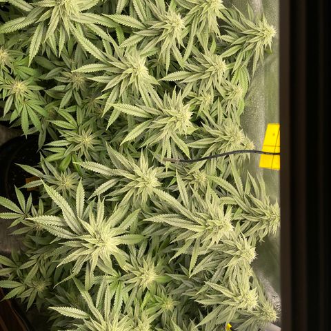 Zombie Death Fuck growlog photo: Week 6 of flower 