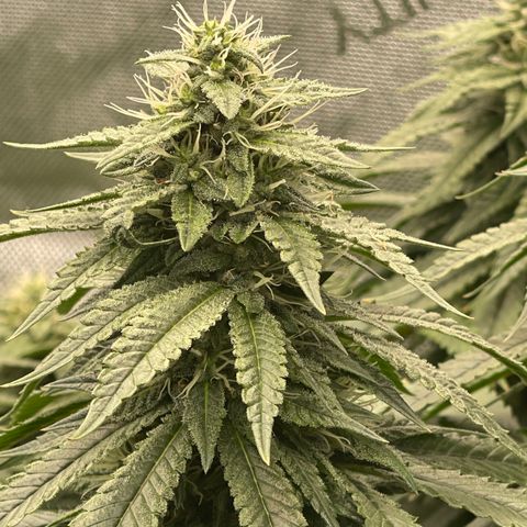 Zombie Death Fuck growlog photo: Week 6 of flower 