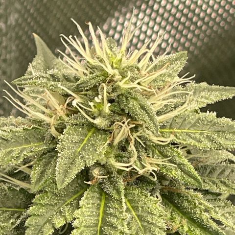 Zombie Death Fuck growlog photo: Week 6 of flower 