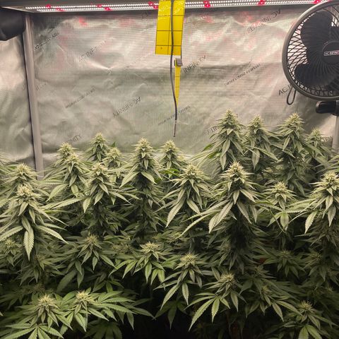 Zombie Death Fuck growlog photo: Week 6 of flower 
