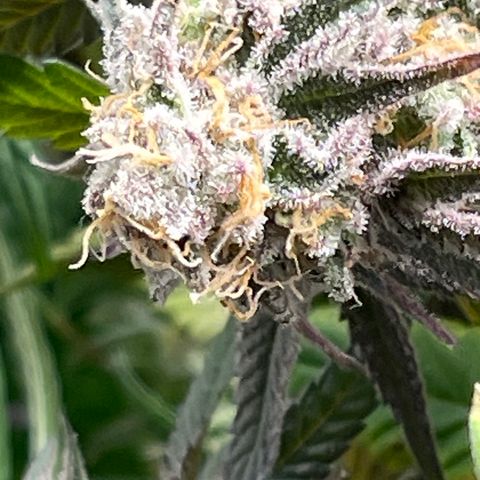 Kushy Kush growlog photo: Finishing up flush of these six plants!!