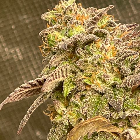 Kushy Kush growlog photo: Finishing up flush of these six plants!!