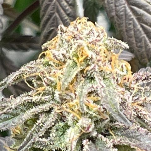Kushy Kush growlog photo: Finishing up flush of these six plants!!