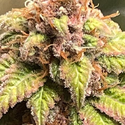 Kushy Kush growlog photo: Finishing up flush of these six plants!!