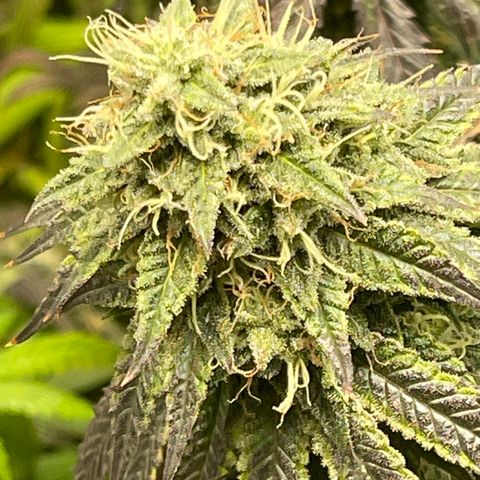 Kushy Kush growlog photo: Finishing up flush of these six plants!!