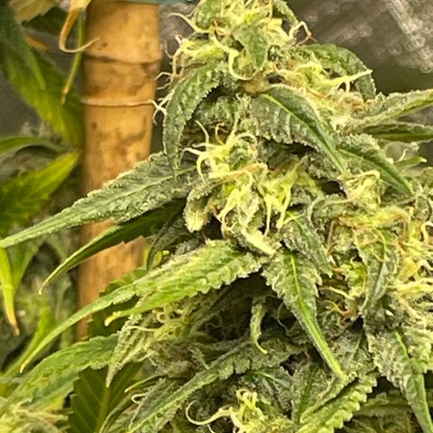 Kushy Kush growlog photo: Finishing up flush of these six plants!!