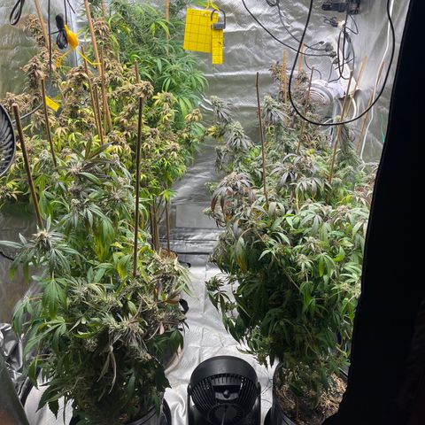 Kushy Kush growlog photo: Finishing up flush of these six plants!!