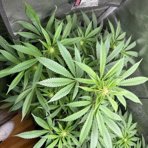 KM#1 growlog photo: These 2 Khalifa mints are doing extremely well!