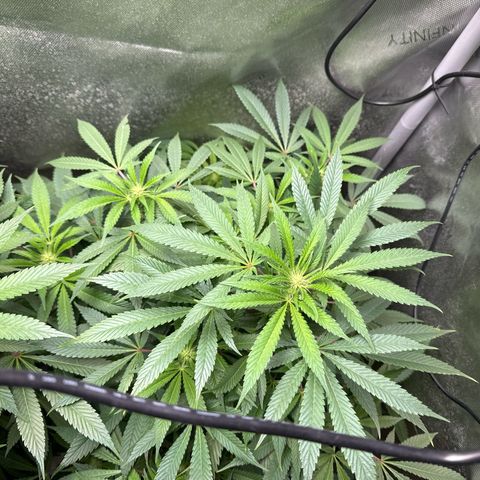 KM#1 growlog photo: These 2 Khalifa mints are doing extremely well!