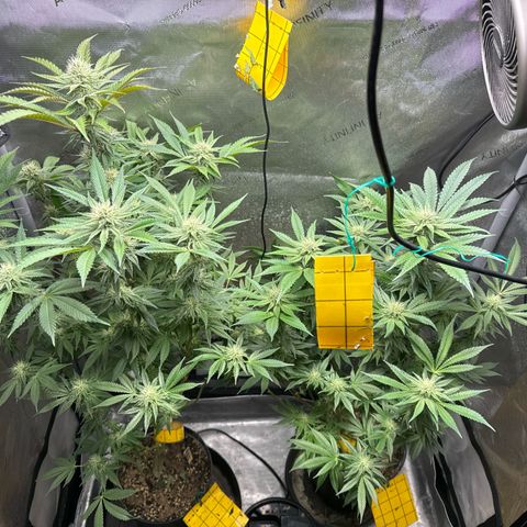 KM#1 growlog photo: Week 5 of flower !