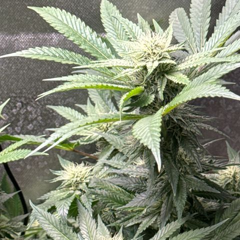 KM#1 growlog photo: Week 5 of flower !
