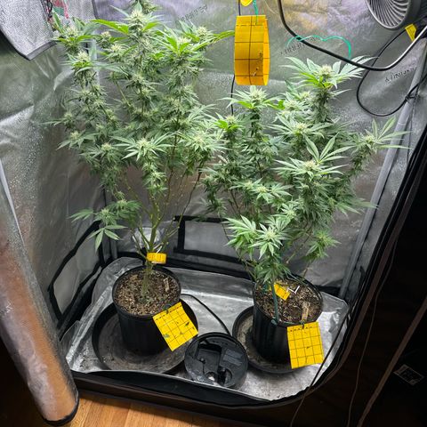 KM#1 growlog photo: Week 5 of flower !
