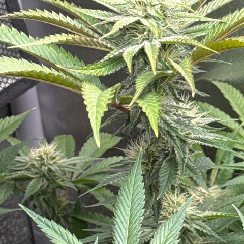 KM#1 growlog photo: Week 5 of flower !