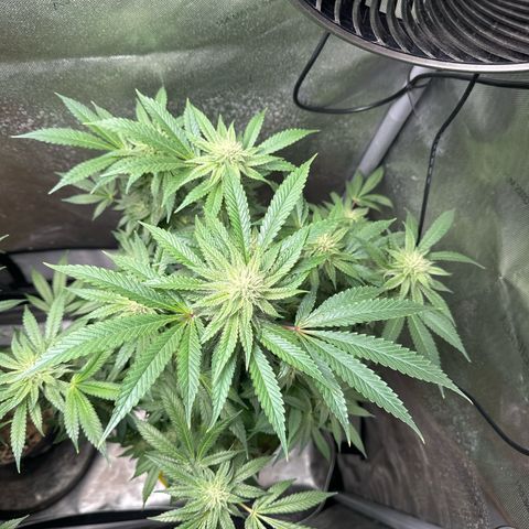 KM#1 growlog photo: Week 5 of flower. Looking solid so far.