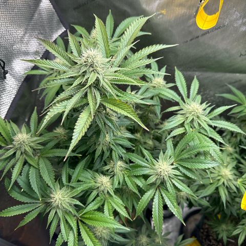KM#1 growlog photo: Week 5 of flower. Looking solid so far.