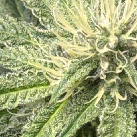 KM#1 growlog photo: Week 5 of flower. Looking solid so far.