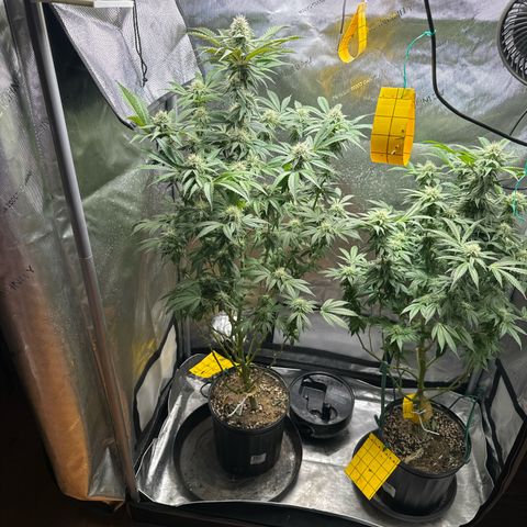 KM#1 growlog photo: Week 5 of flower. Looking solid so far.