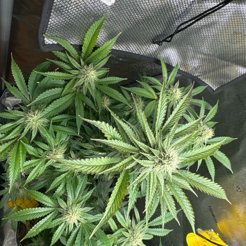 KM#1 growlog photo: Week 5 of flower. Looking solid so far.