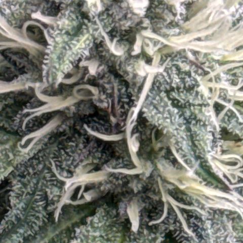 KM#1 growlog photo: Week 5 of flower. Looking solid so far.