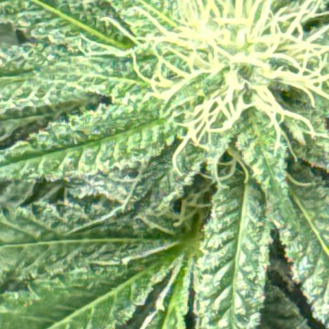 KM#1 growlog photo: Week 5 of flower. Looking solid so far.
