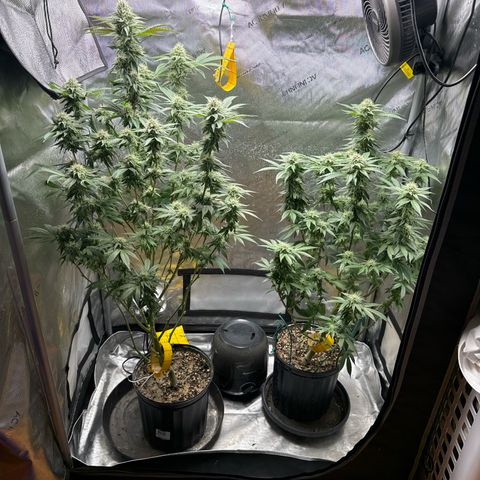 KM#1 growlog photo: Temps are 61 degrees and the RH is 39-45%