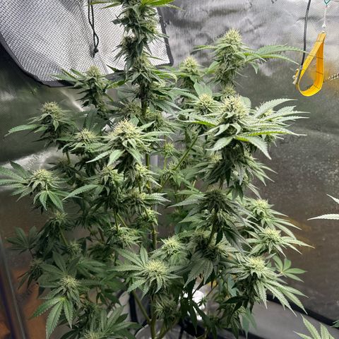 KM#1 growlog photo: Temps are 61 degrees and the RH is 39-45%