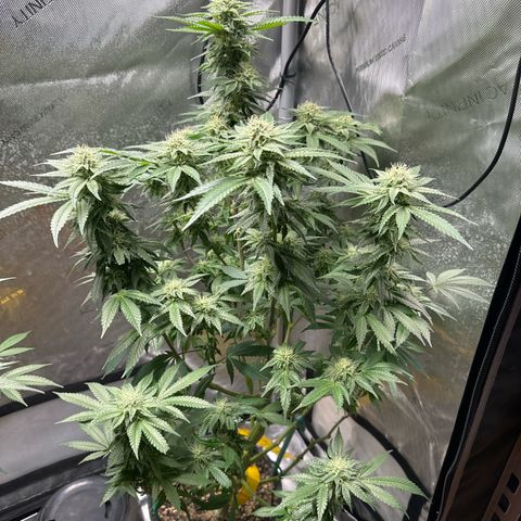 KM#1 growlog photo: Temps are 61 degrees and the RH is 39-45%