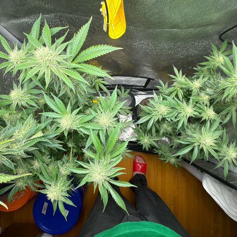 KM#1 growlog photo: Temps are 61 degrees and the RH is 39-45%