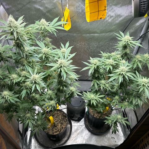 KM#1 growlog photo: Temps are 61 degrees and the RH is 39-45%