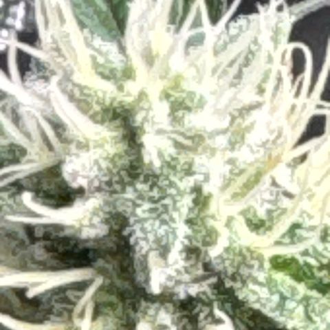 KM#1 growlog timeline photo