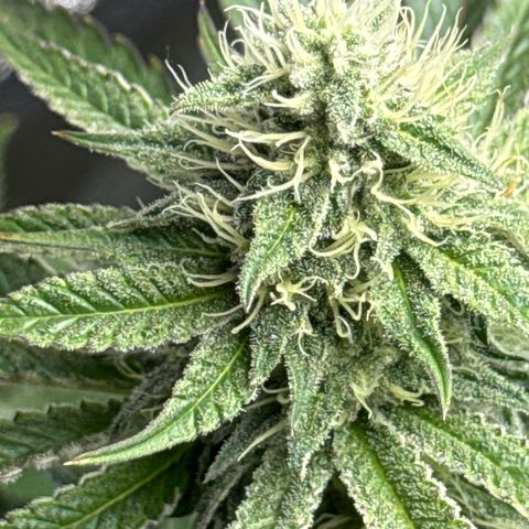 KM#1 growlog timeline photo