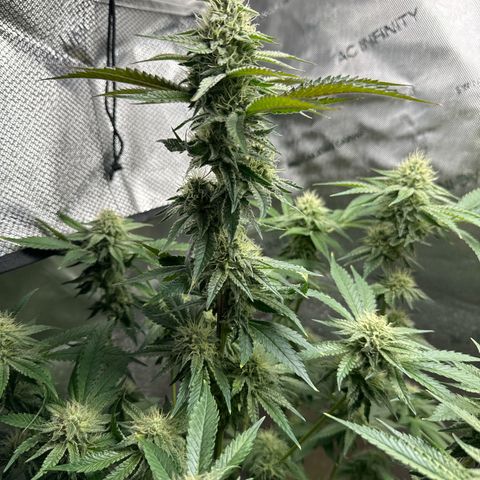 KM#1 growlog timeline photo