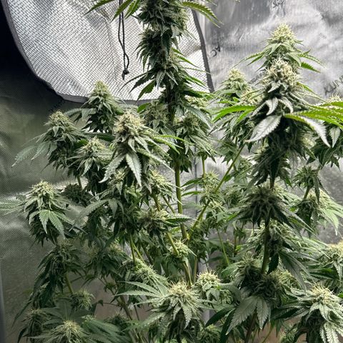 KM#1 growlog photo: Week 8 begins and the over drive will be feed this week.