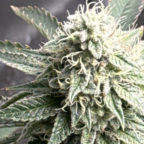 KM#1 growlog photo: Week 8 begins and the over drive will be feed this week.